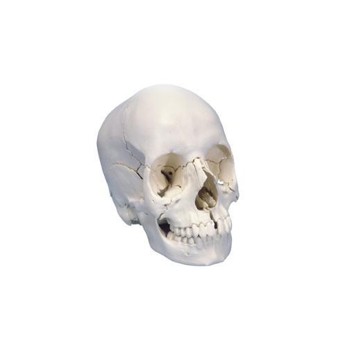 CRANIO SCOMPONIBILE IN 22 PARTI - COLORE NATURALE - VERSIONE ANATOMICA - CALCO NATURALE - SI RICOMPONE GRAZIE AGLI ELEMENTI DI CONNESSIONE ROBUSTI E QUASI INVISIBILI